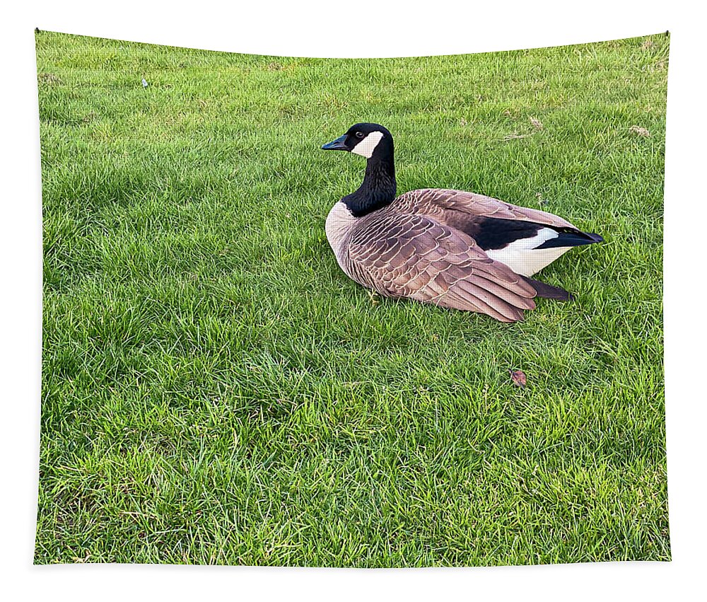 Animal Tapestry featuring the photograph Resting Goose by Anamar Pictures