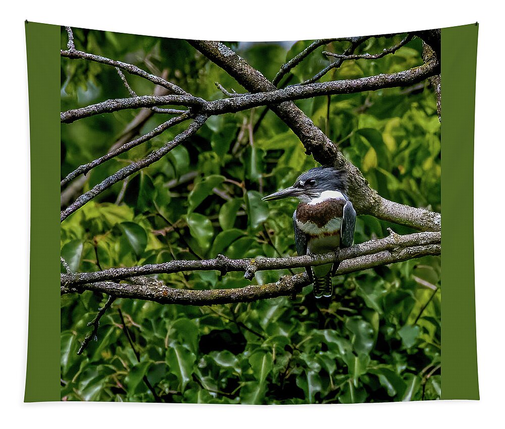 Animal Tapestry featuring the photograph Resting Kingfisher by Brian Shoemaker