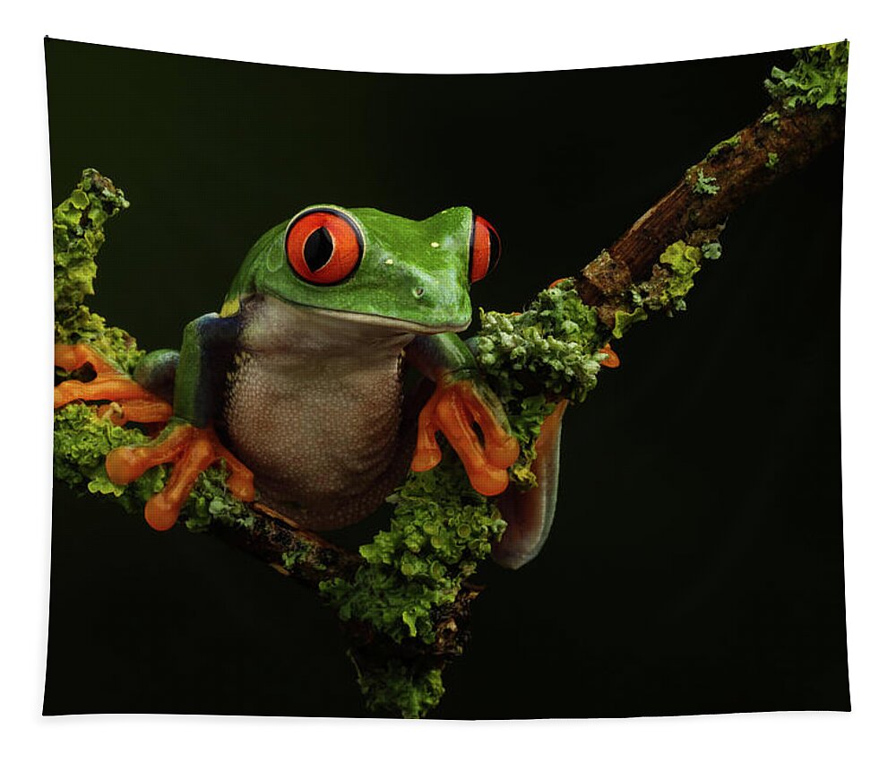Frogs Tapestry featuring the photograph Retf-0303 by Miles Herbert