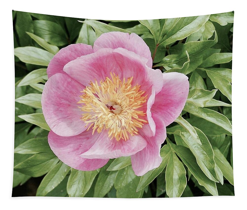 Peony Tapestry featuring the photograph Retro Roselette by Stephanie Weber