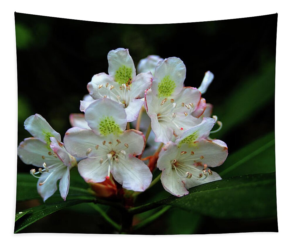 Bloom Tapestry featuring the photograph Rhododendron Bloom by James C Richardson