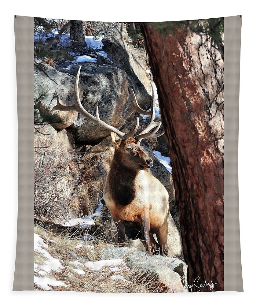Elk Tapestry featuring the photograph RMNP Bull Elk DS by Jerry Sodorff