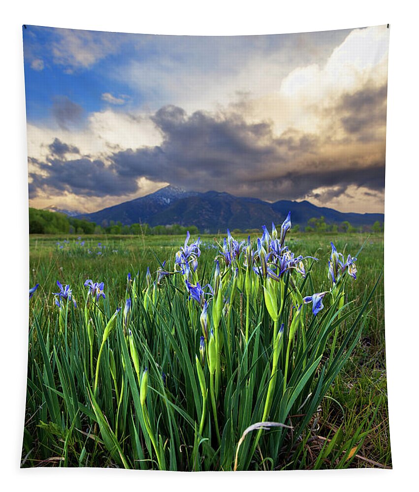 Taos Tapestry featuring the photograph Rocky Mountian Irises by Elijah Rael
