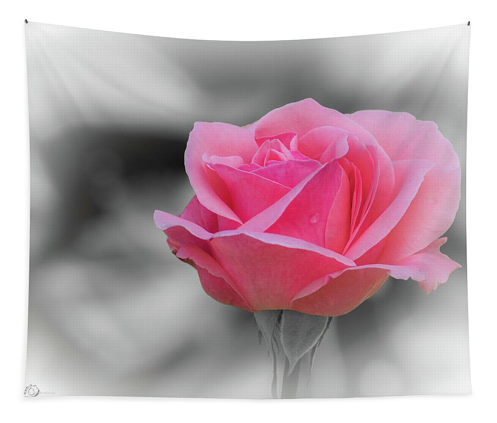 Pinkish Rose Tapestry featuring the photograph Romantic pinkish rose with a raindrop by Torbjorn Swenelius
