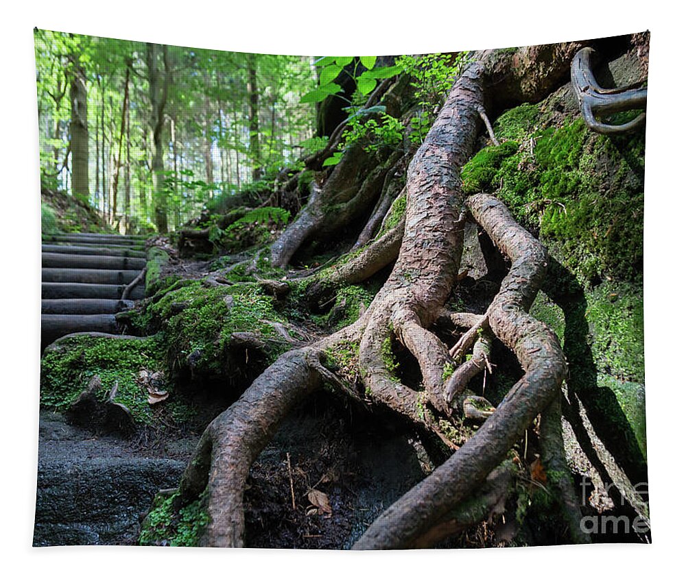 Root Tapestry featuring the photograph Root and way up by Adriana Mueller