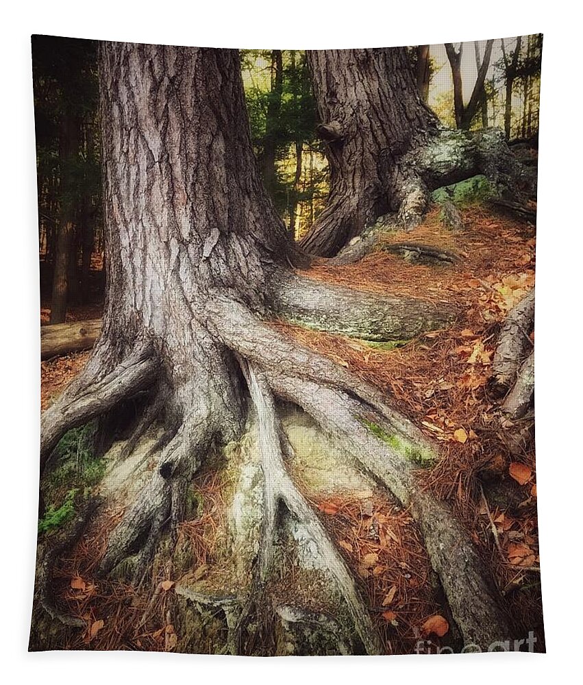 Stroll Woods Tree Roots Copper Pine Needles Forest Green Autumn Tapestry featuring the photograph Rooted in the Heart of Copper by Raena Wilson