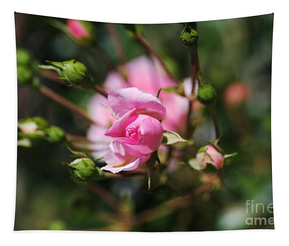 Floribunda Rose Tapestry featuring the photograph Rose Buds Reaching Out by Joy Watson