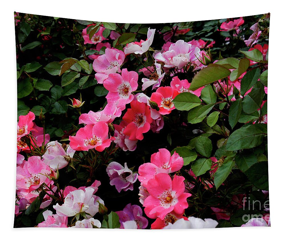 Flower Tapestry featuring the photograph Rose bushes full of roses in full bloom. by Gunther Allen