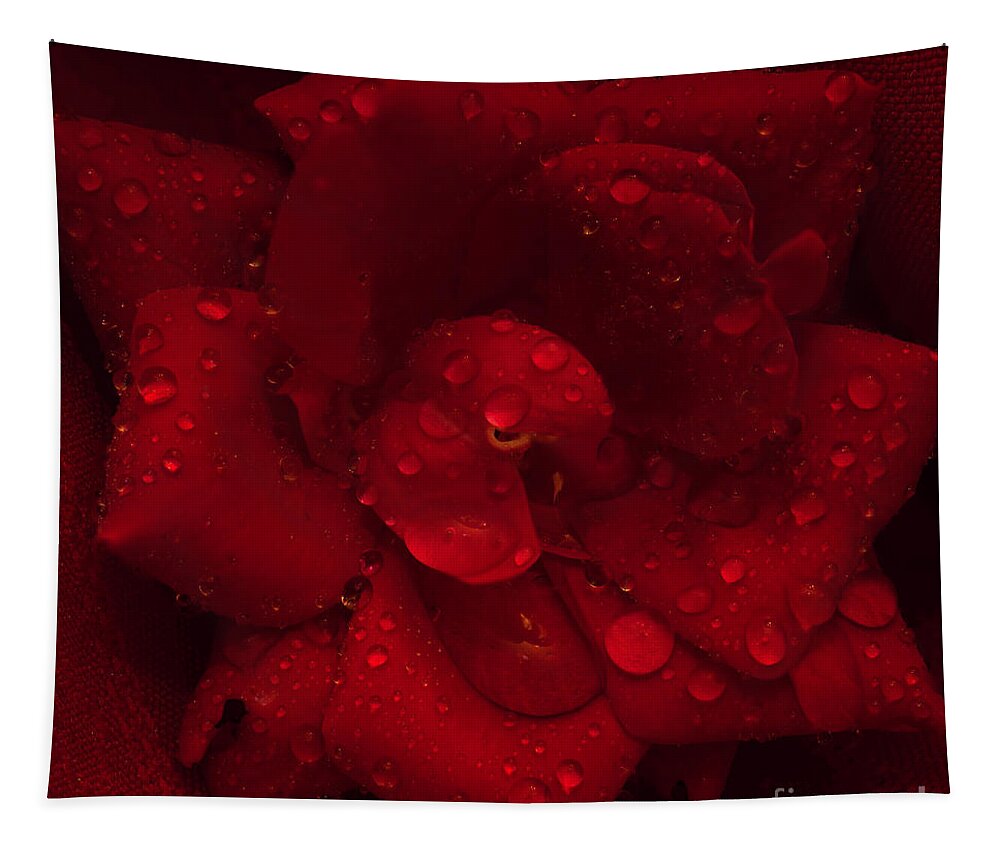 Rose Tapestry featuring the photograph Rose with Water Droplets by Patrick Nowotny