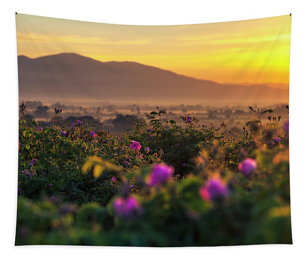 Bulgaria Tapestry featuring the photograph Roses Valley by Evgeni Dinev
