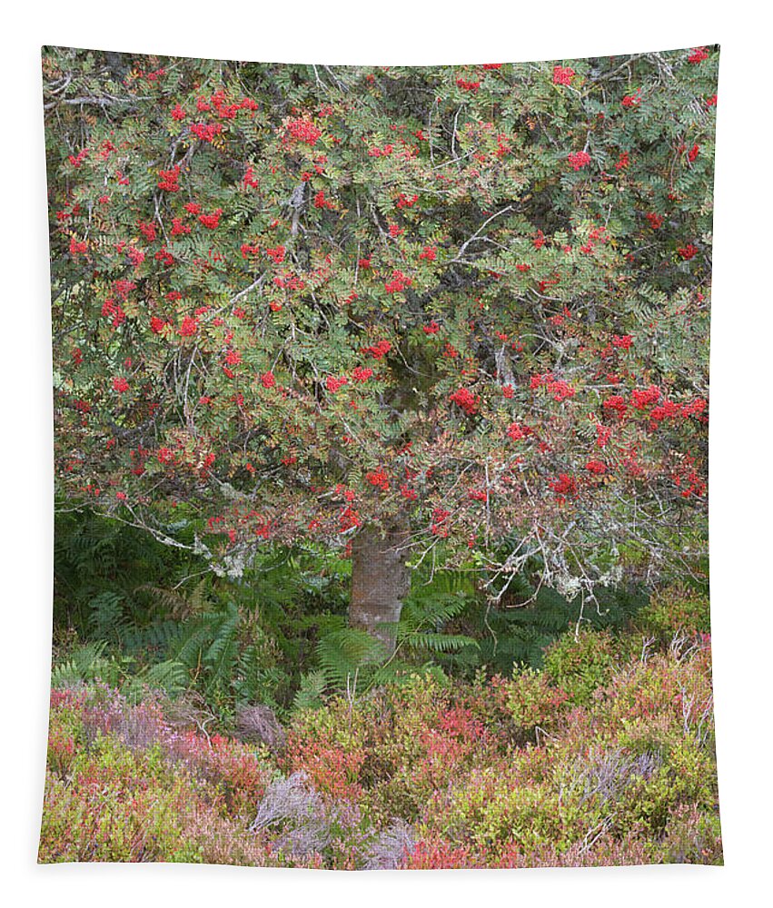 Landscape - Scenery Tapestry featuring the photograph Rowan Tree, Bilberries and Heather by Anita Nicholson