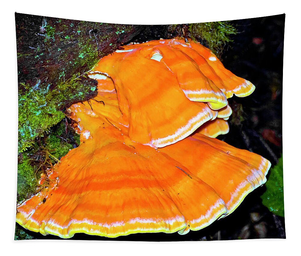 Ruby Beach Fungus Tapestry featuring the photograph Ruby Beach Fungus by Greg Reed