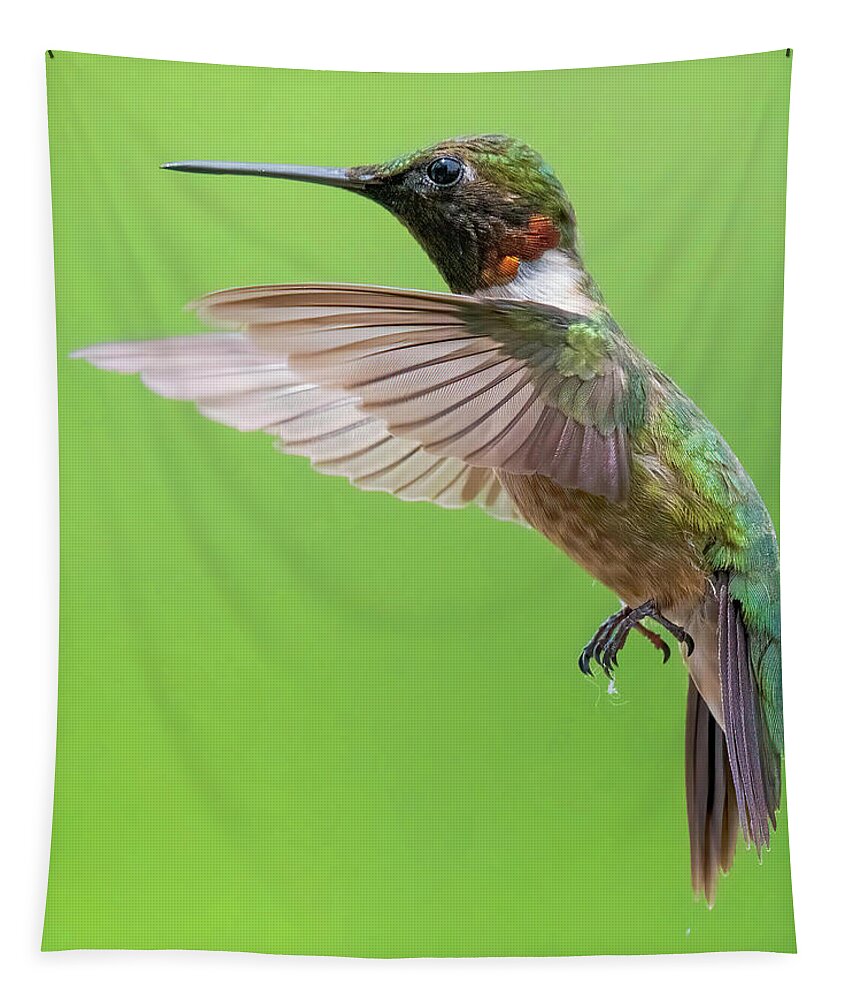 Hummingbirds Tapestry featuring the photograph Ruby by Linda Shannon Morgan