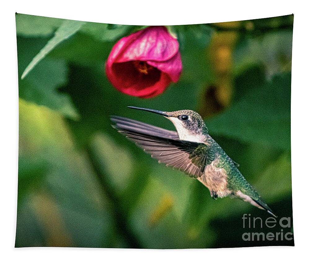 Hummingbird Tapestry featuring the photograph Ruby-throated hummingbird with redvein abutilon. by Alyssa Tumale