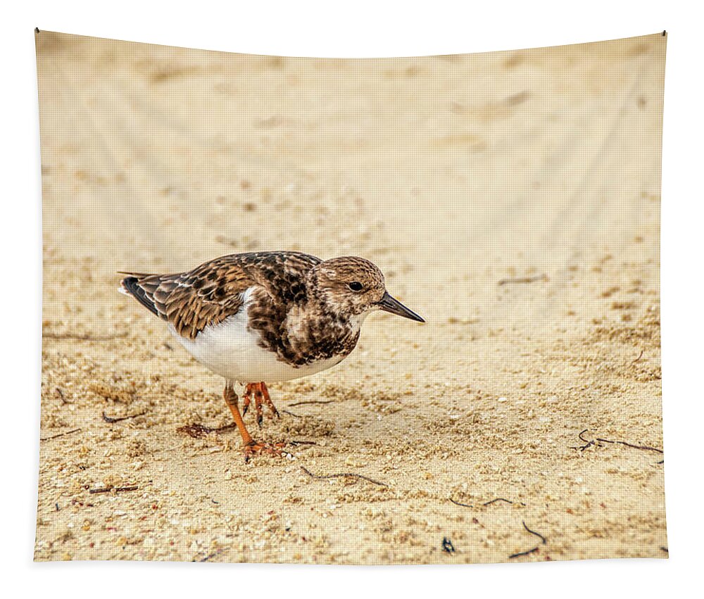 Ruddy Turnstone Tapestry featuring the photograph Ruddy Turnstone at Dry Tortugas by Kristia Adams