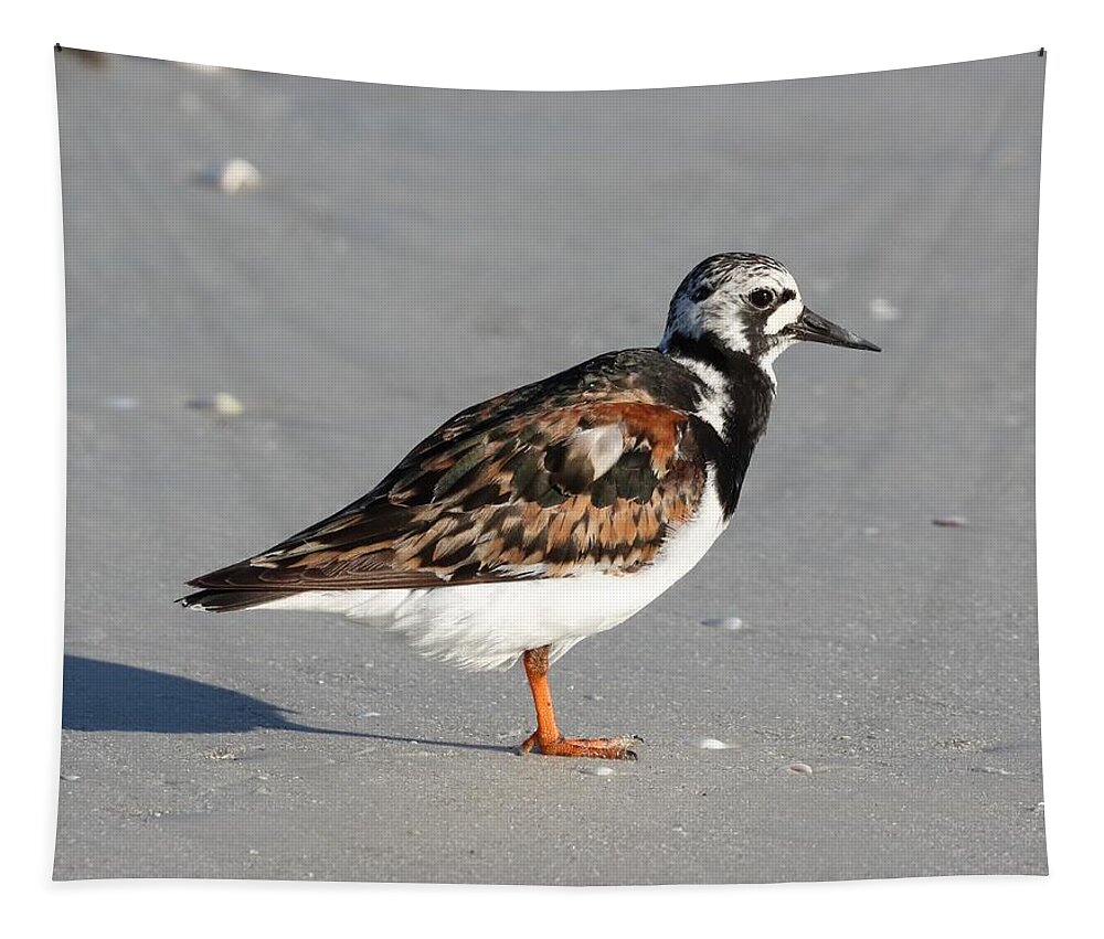 Ruddy Turnstones Tapestry featuring the photograph Ruddy Turnstone by Mingming Jiang
