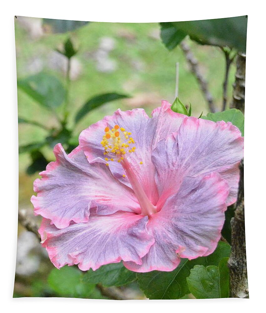 Flower Tapestry featuring the photograph Ruffled Purple Pink Hibiscus by Amy Fose