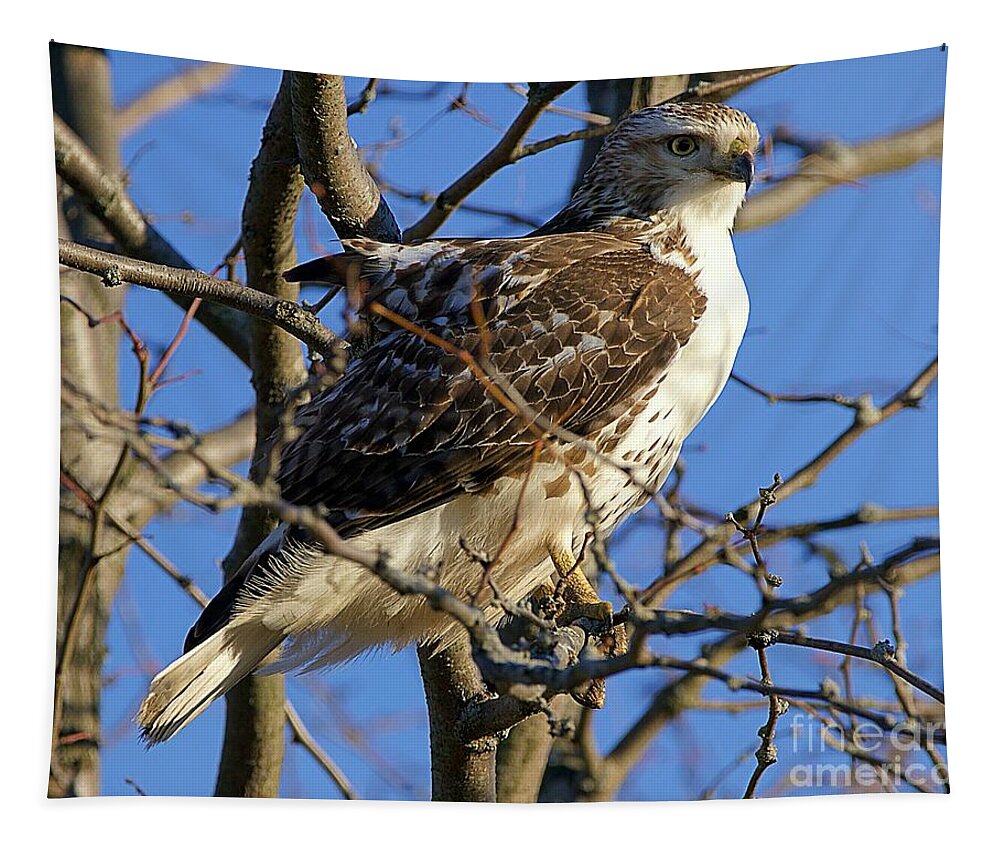 Red Tail Hawk Tapestry featuring the photograph Ruffled Red Tail Hawk by Yvonne M Smith