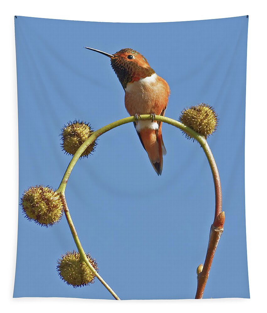 Hummingbird Tapestry featuring the photograph Rufous Hummingbird in California Bird Sanctuary by Natural Focal Point Photography