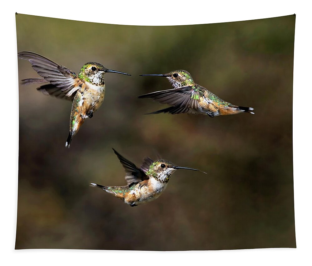 Hummingbird Tapestry featuring the photograph Rufous Ruckus by Art Cole
