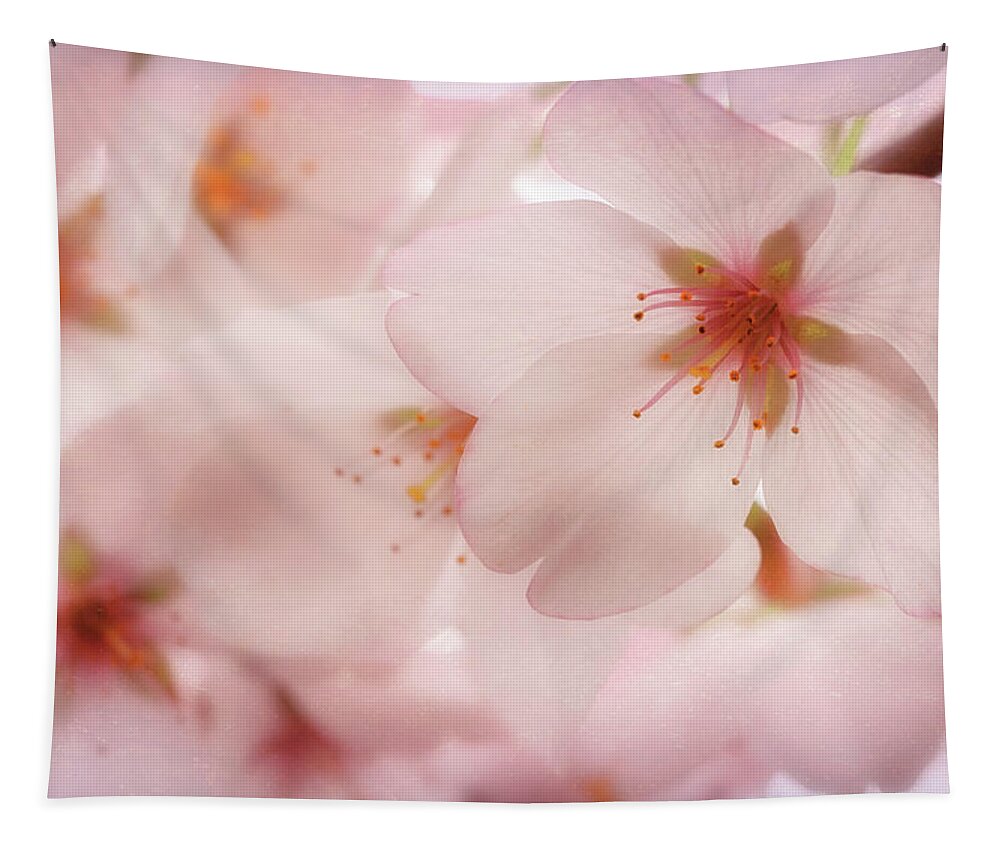 Cherry Blossoms Tapestry featuring the photograph Sakura by Susan Rissi Tregoning