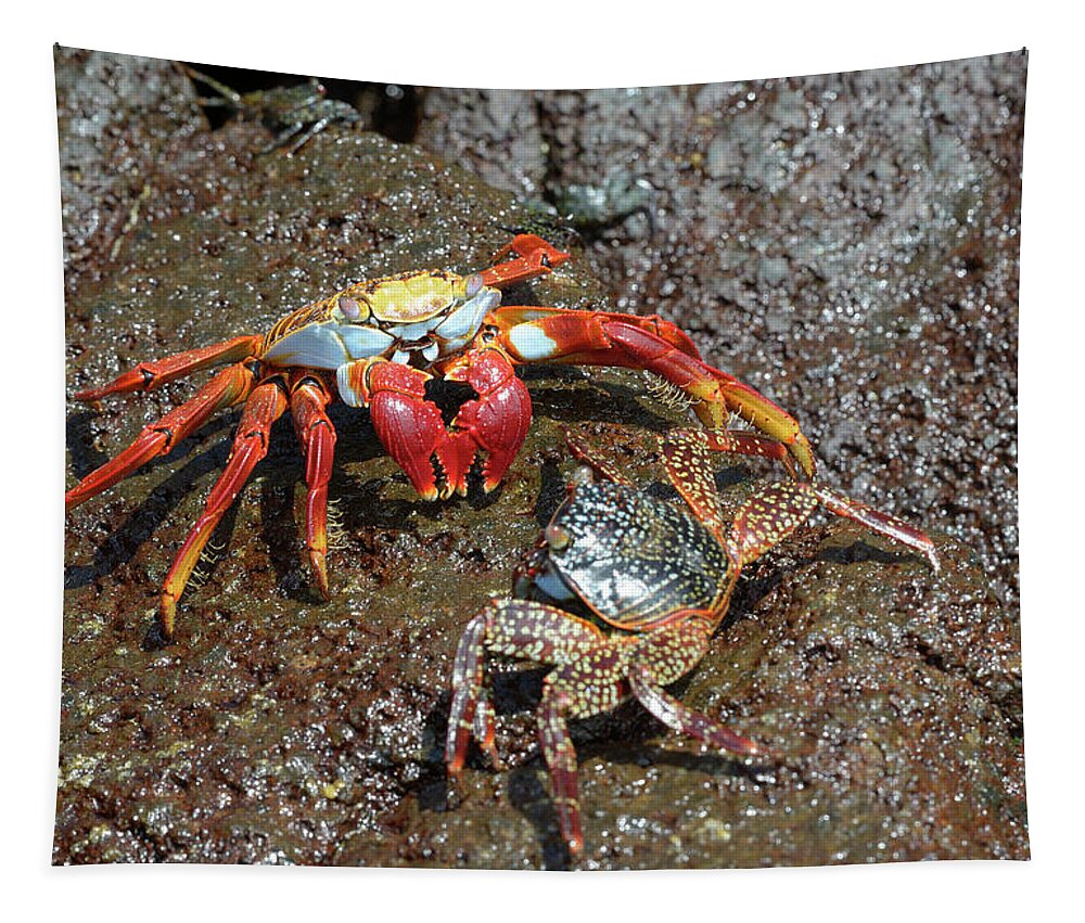 Republic Of Ecuador Tapestry featuring the photograph Sally Lightfoot crab, Grapsus grapsus, Floreana Island, Galapagos Islands, Ecuador by Kevin Oke