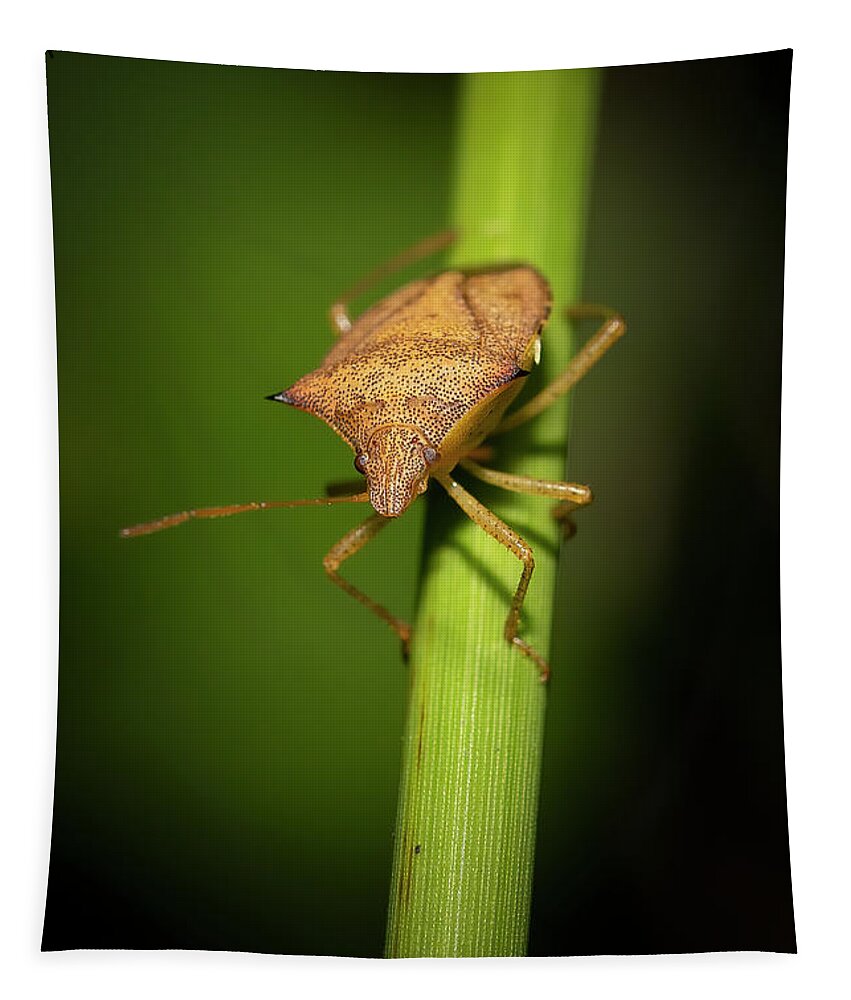 Spined Soldier Bug Tapestry featuring the photograph Sally the Stink Bug by Mark Andrew Thomas