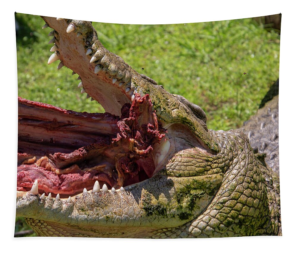 Saltwater Tapestry featuring the photograph Saltwater Crocodile Eating by Carolyn Hutchins