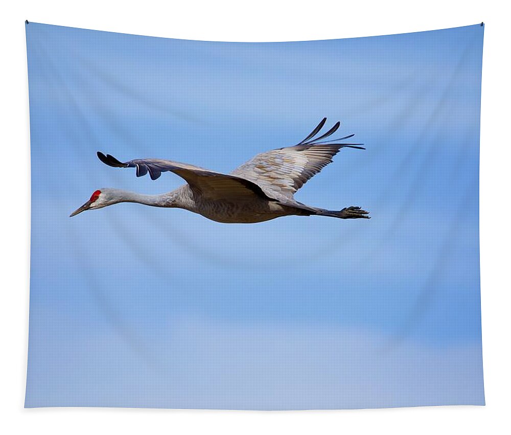 Sandhill Crane Flying By Tapestry featuring the photograph Sandhill Crane flying by by Lynn Hopwood
