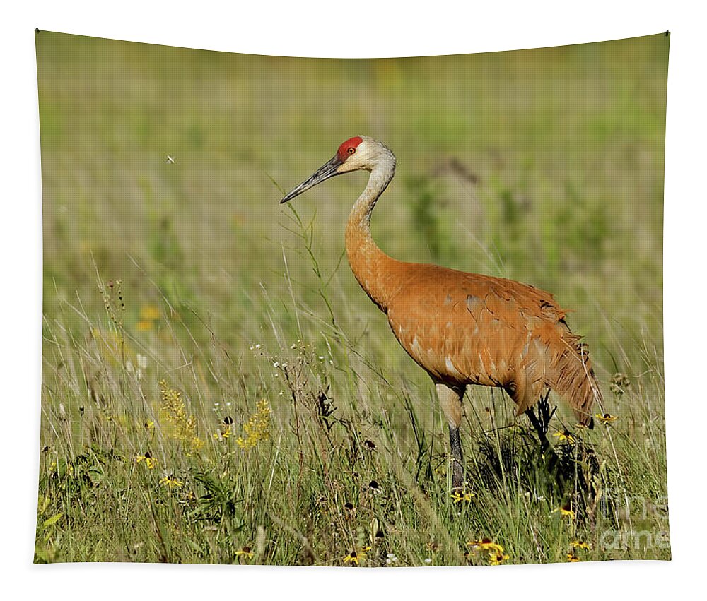 Sandhill Crane Tapestry featuring the photograph Sandhill Crane Morning by Natural Focal Point Photography