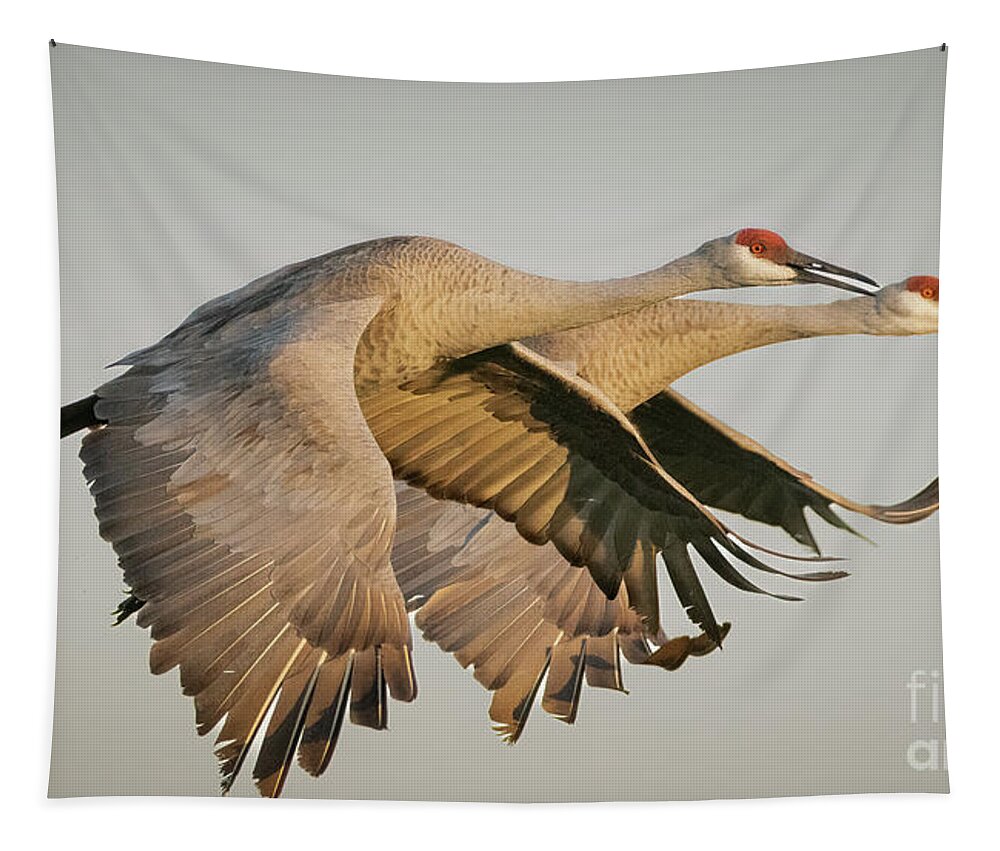 Cranes Tapestry featuring the photograph Sandhill Cranes in Flight by Tom Claud