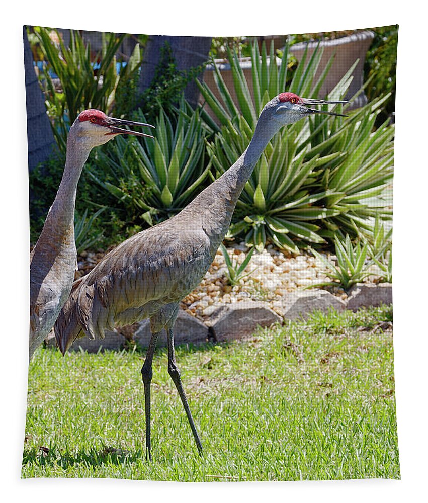 2 Sandhill Cranes Tapestry featuring the photograph Sandhill Cranes with Beaks Open by Sally Weigand