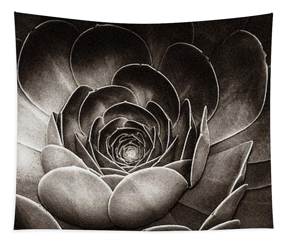 Artistic Tapestry featuring the photograph Santa Barbara Succulent#13 by Jennifer Wright