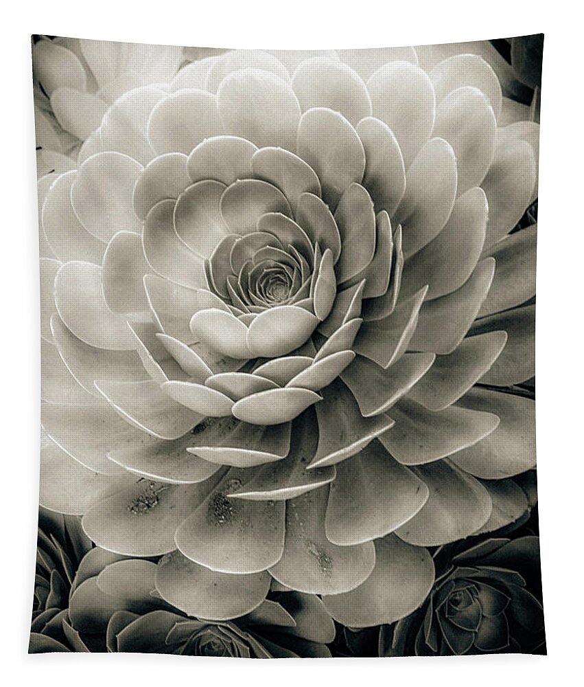 Echeveria Tapestry featuring the photograph Santa Barbara Succulent#21 by Jennifer Wright