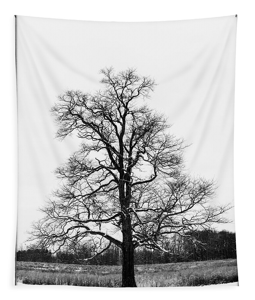 Black Tapestry featuring the photograph Sassafras and Fresh Snow - D012469 by Daniel Dempster