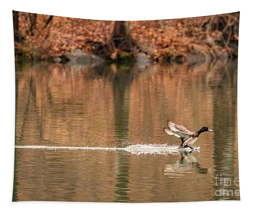 Scaup Tapestry featuring the photograph Scaup on the water. by Alyssa Tumale