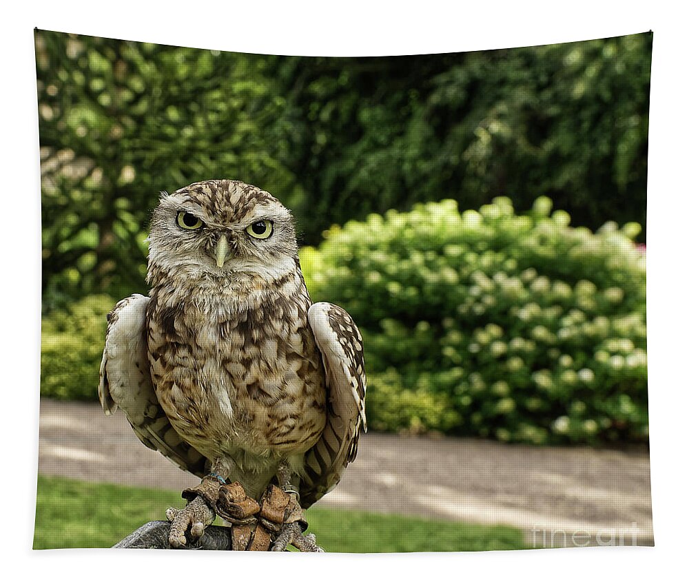 Screech Owl Tapestry featuring the photograph Screech owl in a park in York UK by Pics By Tony