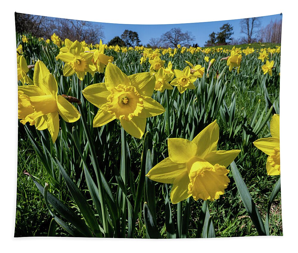 Spring Tapestry featuring the photograph Sea of Daffodils by Kevin Suttlehan