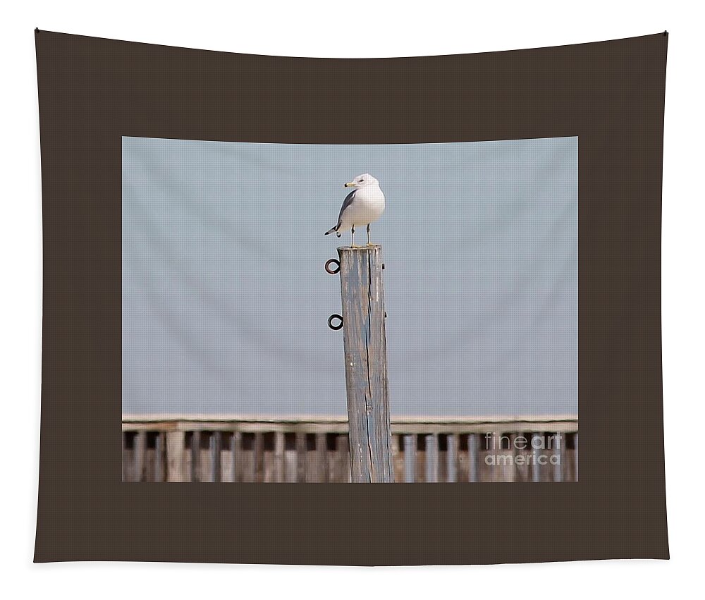Seagull Tapestry featuring the photograph Seagull Sunning by Catherine Wilson