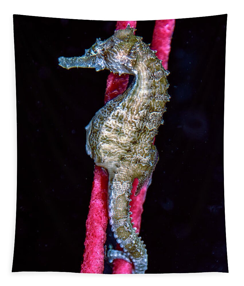 Lined Seahorse Tapestry featuring the photograph Seahorse on Gorgonian Coral by WAZgriffin Digital