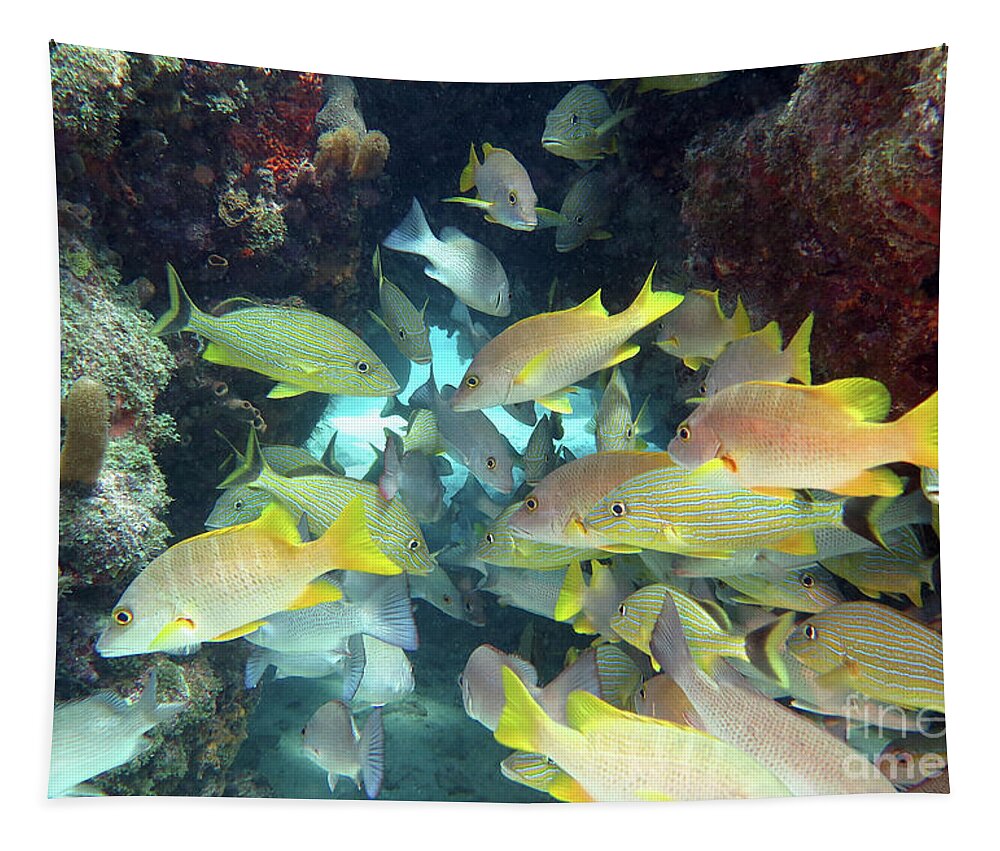 Underwater Tapestry featuring the photograph Seascape at Molasses Reef 7 by Daryl Duda