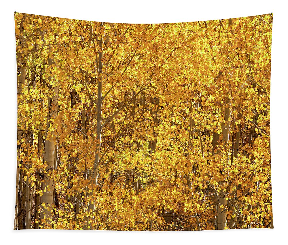 Aspen Trees In Colorado By Olena Art Fall In Full Bloom 🍁 Tapestry featuring the photograph Season Of Gold 3d Panel Split Triptych  by OLena Art by Lena Owens - Vibrant DESIGN