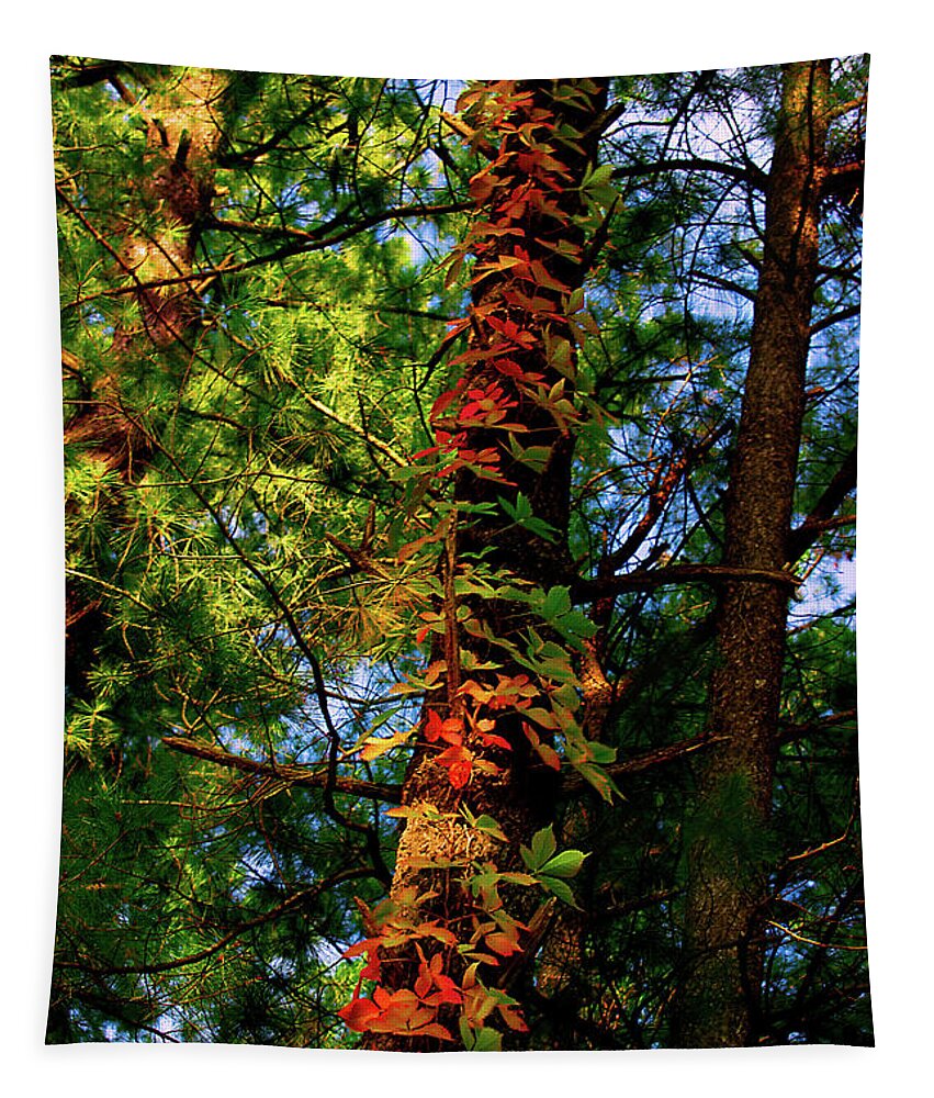Grapevine Tapestry featuring the photograph Seasonal Drift by Cynthia Dickinson