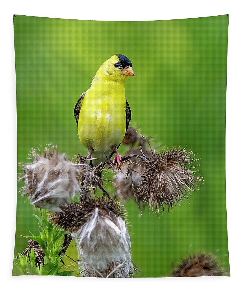 Goldfinch Tapestry featuring the photograph Season's End by Regina Muscarella