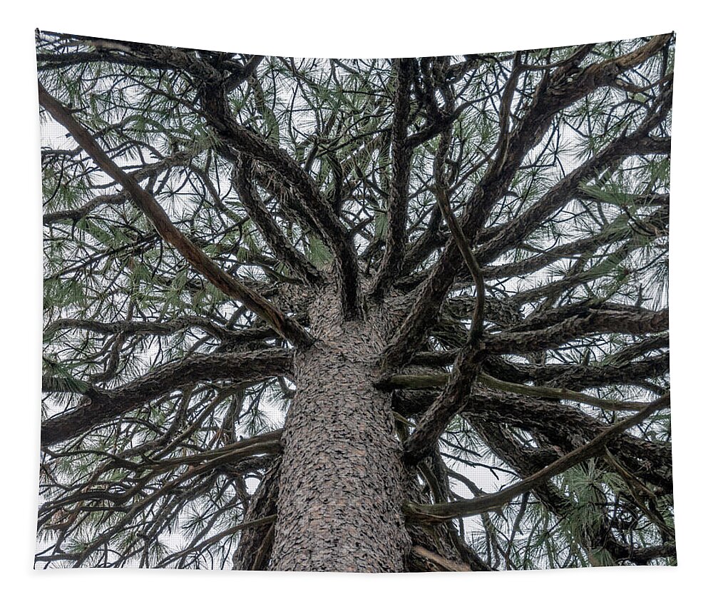 Talkest Tapestry featuring the photograph Second Talkest Pine Tree in North Carolina by WAZgriffin Digital