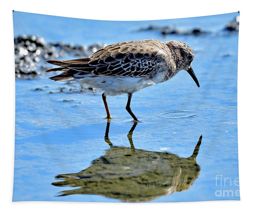 Semipalmated Sandpiper Tapestry featuring the photograph Semipalmated sandpiper by Amazing Action Photo Video