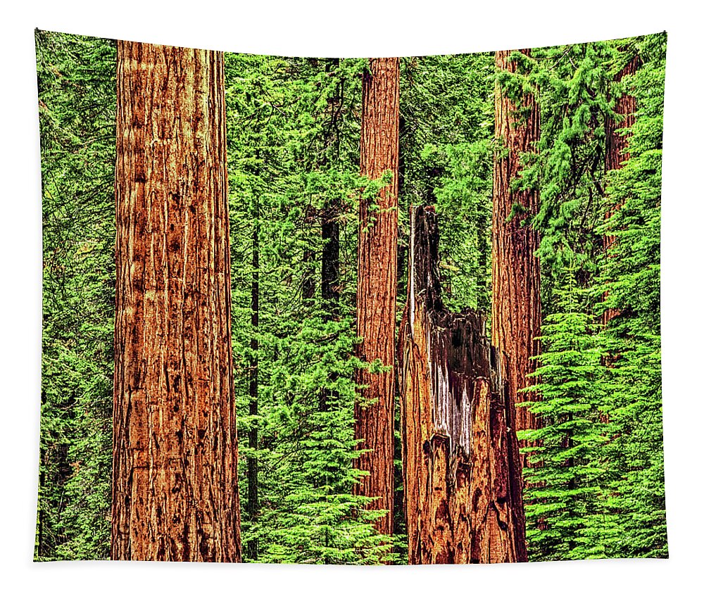 Redwoods Tapestry featuring the photograph Sequoia Redwoods National Park, California by Don Schimmel