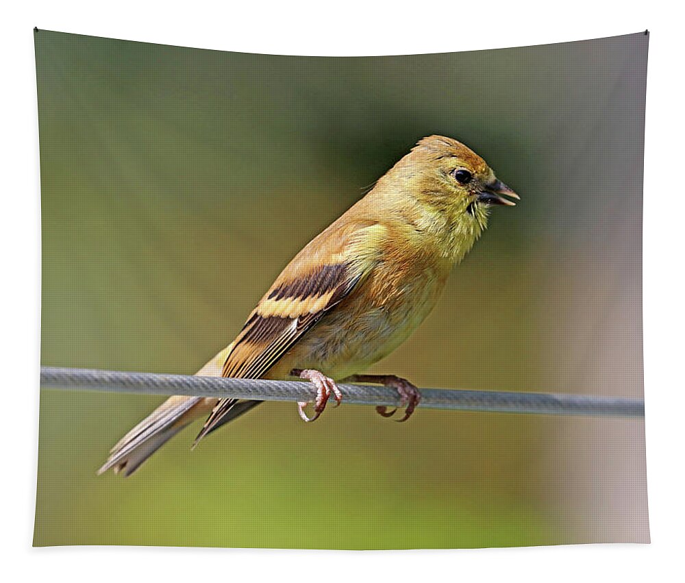 Goldfinch Tapestry featuring the photograph Serious Conversation by Debbie Oppermann