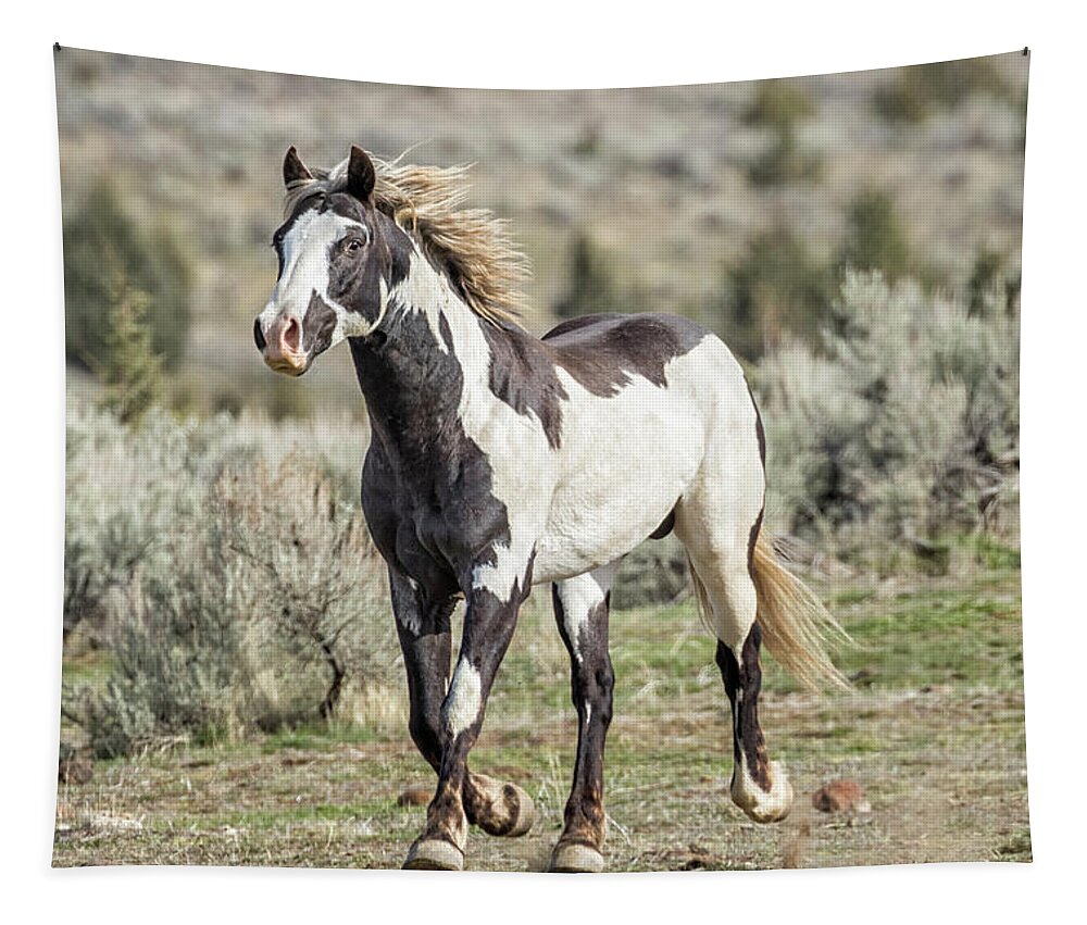 Stallion Tapestry featuring the photograph Setting A Brisk Pace, South Steens April 2020 by Belinda Greb