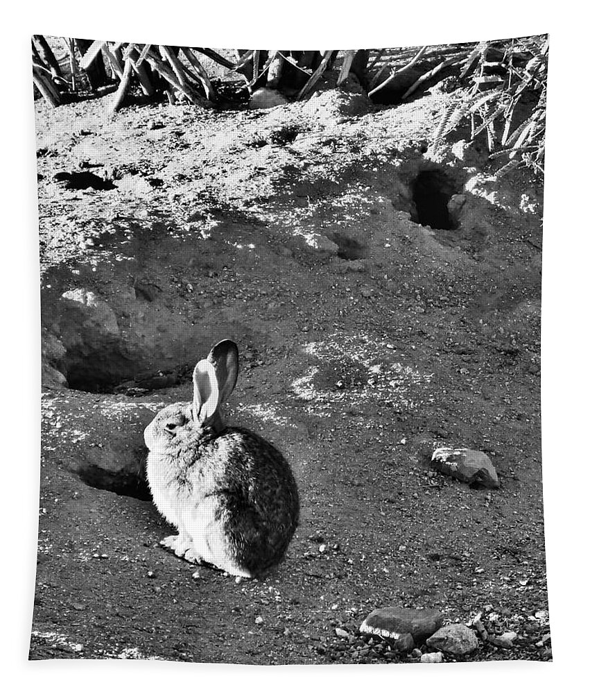 Shadows Tapestry featuring the photograph Shadow Bunny by Judy Kennedy